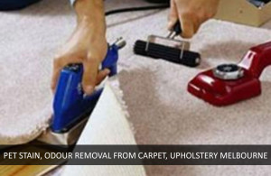 Pet Stain and Odour Removal from Carpet and Upholstery Melbourne