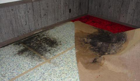  Water Damage Mold Noble Park North