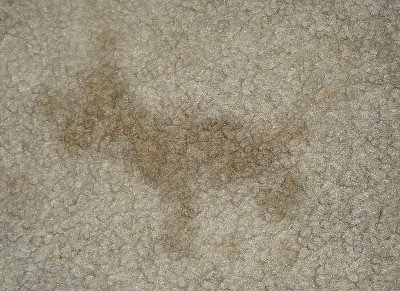 Clean Carpet Stains Ercildoune
