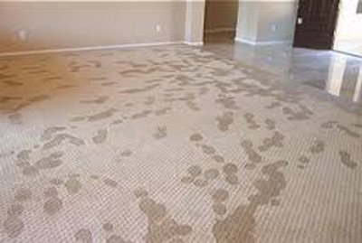  carpet water damage restoration Giffard West